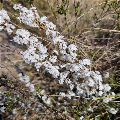 Styphelia attenuata (Small-leaved Beard Heath) at Bombay, NSW - 9 Sep 2025 by MatthewFrawley