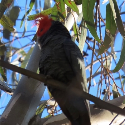 Callocephalon fimbriatum (Gang-gang Cockatoo) at Aranda, ACT - 9 Sep 2025 by lbradley