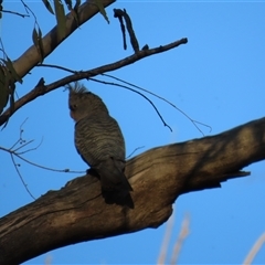Callocephalon fimbriatum (Gang-gang Cockatoo) at Aranda, ACT - 9 Sep 2025 by lbradley