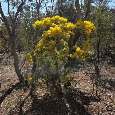 Acacia boormanii (Snowy River Wattle) at Watson, ACT - 9 Sep 2025 by HappyWanderer
