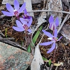 Caladenia caerulea (Blue Fingers, Blue Fairies) at Googong, NSW - 7 Sep 2025 by anaqbn