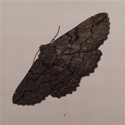 Melanodes anthracitaria (Black Geometrid) at Harrison, ACT - 8 Sep 2025 by DPRees125