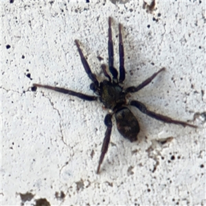 Araneae (order) at Russell, ACT - 9 Sep 2025 by Hejor1