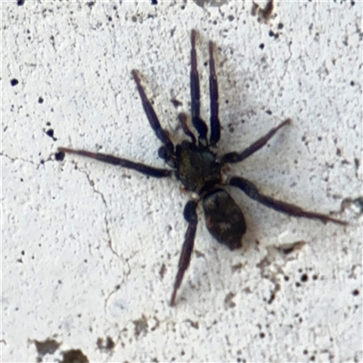 Araneae (order) at Russell, ACT - 9 Sep 2025 by Hejor1