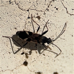 Dieuches sp. (genus) (Black and White Seed Bug) at Russell, ACT - 9 Sep 2025 by Hejor1