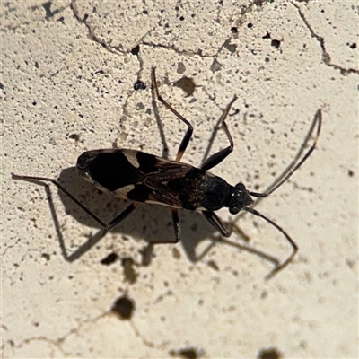 Dieuches sp. (genus) (Black and White Seed Bug) at Russell, ACT - 9 Sep 2025 by Hejor1