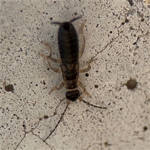 Forficula auricularia (European Earwig) at Barton, ACT - 9 Sep 2025 by Hejor1