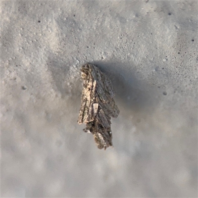 Psychidae (family) IMMATURE (Unidentified case moth or bagworm) at Russell, ACT - 9 Sep 2025 by Hejor1