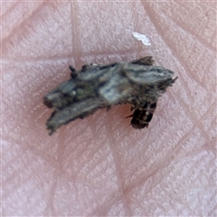 Psychidae (family) IMMATURE at Russell, ACT - 9 Sep 2025 12:41 PM