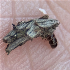 Psychidae (family) IMMATURE at Russell, ACT - 9 Sep 2025 12:41 PM