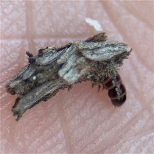 Psychidae (family) IMMATURE at Russell, ACT - 9 Sep 2025 12:41 PM