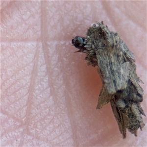 Psychidae (family) IMMATURE at Russell, ACT - 9 Sep 2025 12:41 PM