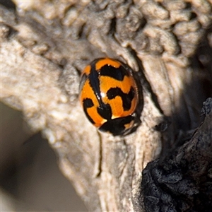 Coccinella transversalis (Transverse Ladybird) at Russell, ACT - 9 Sep 2025 by Hejor1