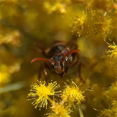 Polistes (Polistella) humilis (Common Paper Wasp) at Parkes, ACT - 9 Sep 2025 by Hejor1