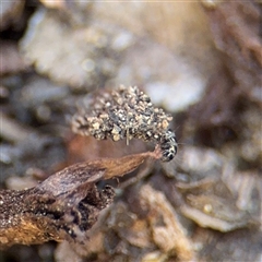 Cebysa leucotelus (Australian Bagmoth) at Russell, ACT - 9 Sep 2025 by Hejor1