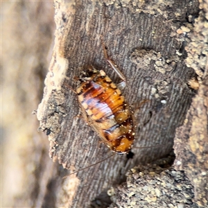 Ellipsidion australe at Russell, ACT - 9 Sep 2025 by Hejor1