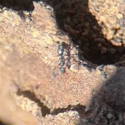 Iridomyrmex sp. (genus) (Ant) at Russell, ACT - 9 Sep 2025 by Hejor1