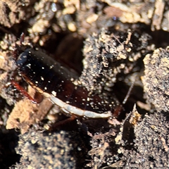 Platyzosteria similis at Russell, ACT - 9 Sep 2025 by Hejor1