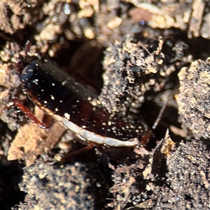 Platyzosteria similis at Russell, ACT - 9 Sep 2025 by Hejor1