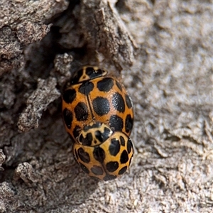 Harmonia conformis (Common Spotted Ladybird) at Russell, ACT - 9 Sep 2025 by Hejor1