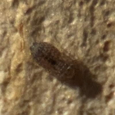 Psocidae (family) at Campbell, ACT - 9 Sep 2025 by Hejor1