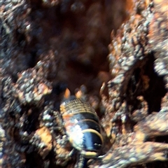 Ellipsidion australe at Campbell, ACT - 9 Sep 2025 09:59 AM