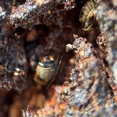 Ellipsidion australe at Campbell, ACT - 9 Sep 2025 09:59 AM