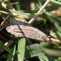 Nomophila corticalis (A Crambid moth (Spilomelinae) at Campbell, ACT - 9 Sep 2025 by Hejor1