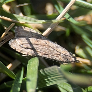 Nomophila corticalis (A Crambid moth (Spilomelinae) at Campbell, ACT - 9 Sep 2025 by Hejor1