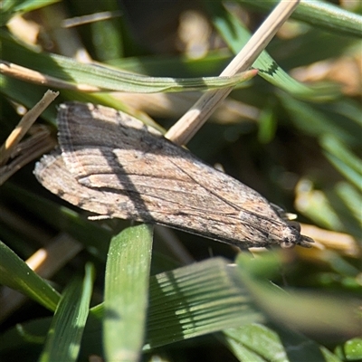 Nomophila corticalis (A Crambid moth (Spilomelinae) at Campbell, ACT - 9 Sep 2025 by Hejor1