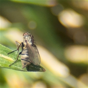 Notiphila (Notiphila) fuscimana at Campbell, ACT - 9 Sep 2025 by Hejor1