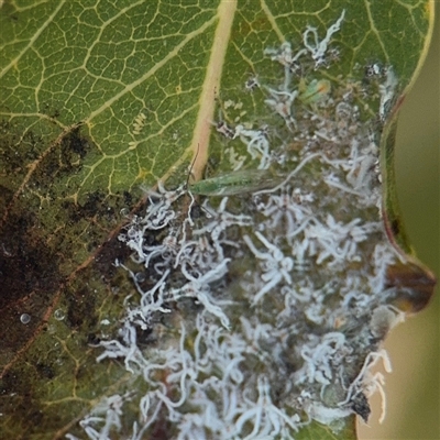 Protyora sterculiae (Kurrajong star psyllid) at Campbell, ACT - 9 Sep 2025 by Hejor1