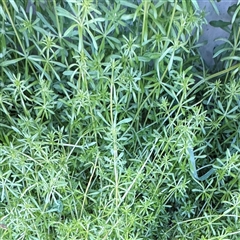 Galium aparine (Goosegrass, Cleavers) at Campbell, ACT - 9 Sep 2025 by Hejor1
