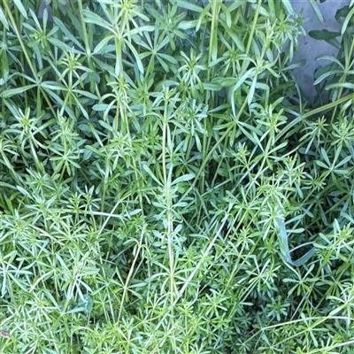 Galium aparine (Goosegrass, Cleavers) at Campbell, ACT - 9 Sep 2025 by Hejor1