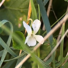 Viola odorata (Sweet Violet, Common Violet) at Campbell, ACT - 9 Sep 2025 by Hejor1