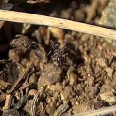 Iridomyrmex sp. (genus) (Ant) at Campbell, ACT - 9 Sep 2025 by Hejor1