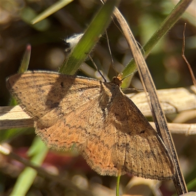 Scopula rubraria (Reddish Wave, Plantain Moth) at Campbell, ACT - 9 Sep 2025 by Hejor1