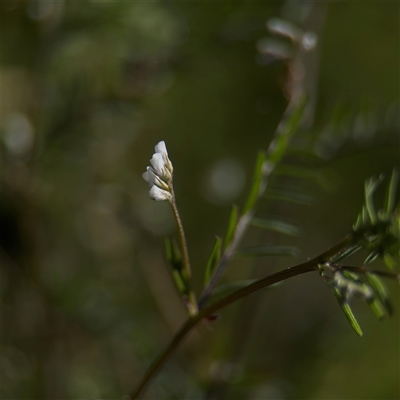Vicia disperma (Two Seeded Vetch) at Campbell, ACT - 9 Sep 2025 by Hejor1