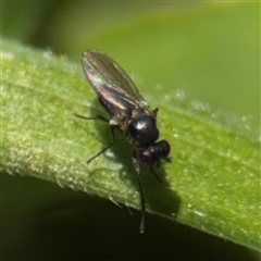 Hydrellia sp. (genus) at Campbell, ACT - 9 Sep 2025 by Hejor1