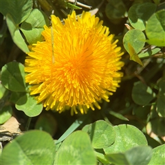 Taraxacum sp. (Dandelion) at Campbell, ACT - 8 Sep 2025 by Hejor1