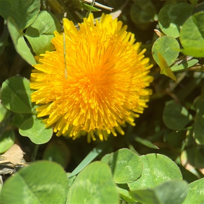 Taraxacum sp. (Dandelion) at Campbell, ACT - 8 Sep 2025 by Hejor1