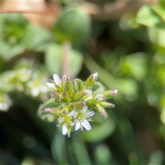 Cerastium vulgare (Mouse Ear Chickweed) at Campbell, ACT - 9 Sep 2025 by Hejor1