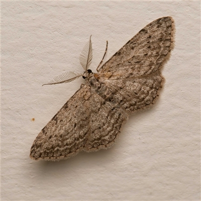 Phelotis cognata (Long-fringed Bark Moth) at Harrison, ACT - 8 Sep 2025 by DPRees125
