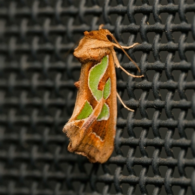 Cosmodes elegans (Green Blotched Moth) at Harrison, ACT - 8 Sep 2025 by DPRees125