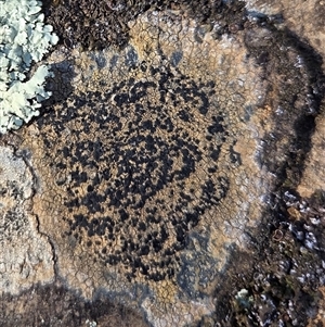 Unverified Lichen at Hackett, ACT - 5 Sep 2025 by HappyWanderer