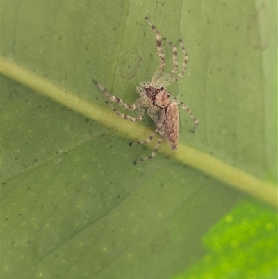 Helpis sp. (genus) (Unidentified Bronze Jumping Spider) at Franklin, ACT - 9 Sep 2025 by chriselidie
