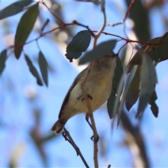 Smicrornis brevirostris (Weebill) at Hackett, ACT - 5 Sep 2025 by HappyWanderer