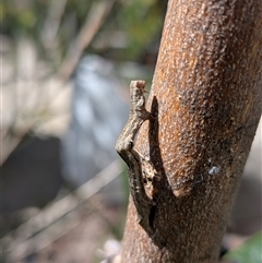 Ectropis (genus) immature by chriselidie