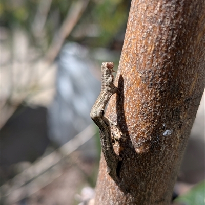 Ectropis (genus) immature at  - suppressed by chriselidie