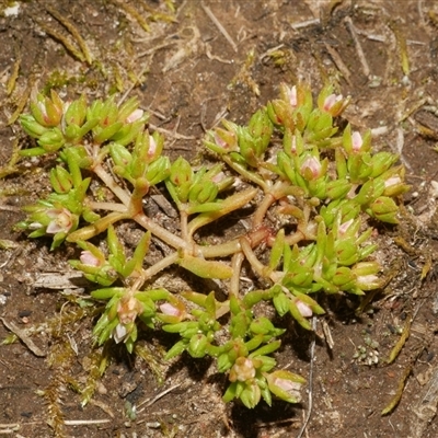 Crassula sieberiana at Freshwater Creek, VIC - 7 Sep 2025 by WendyEM